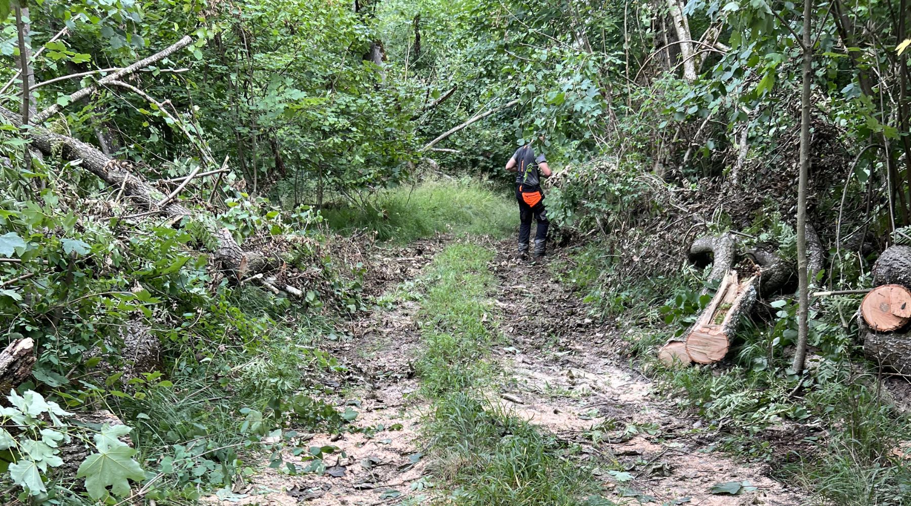 Baumrodung im Wald
