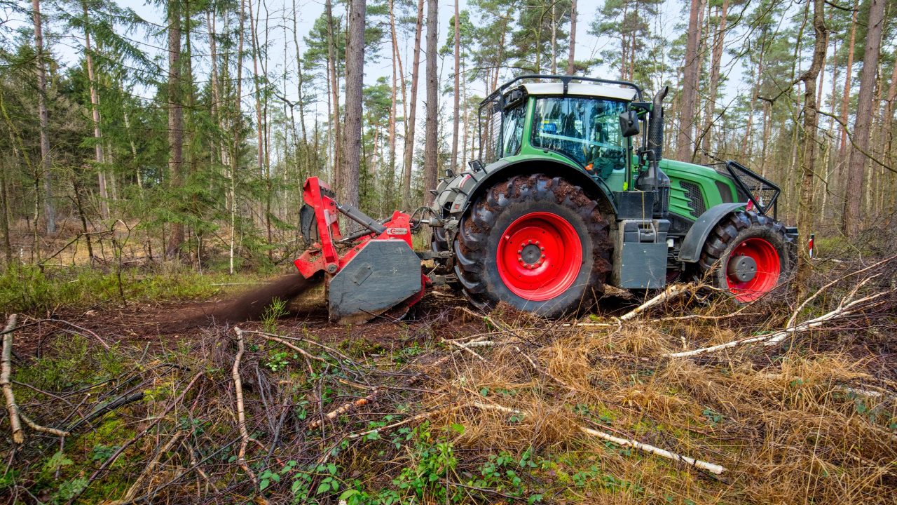 Baumrodung im Wald